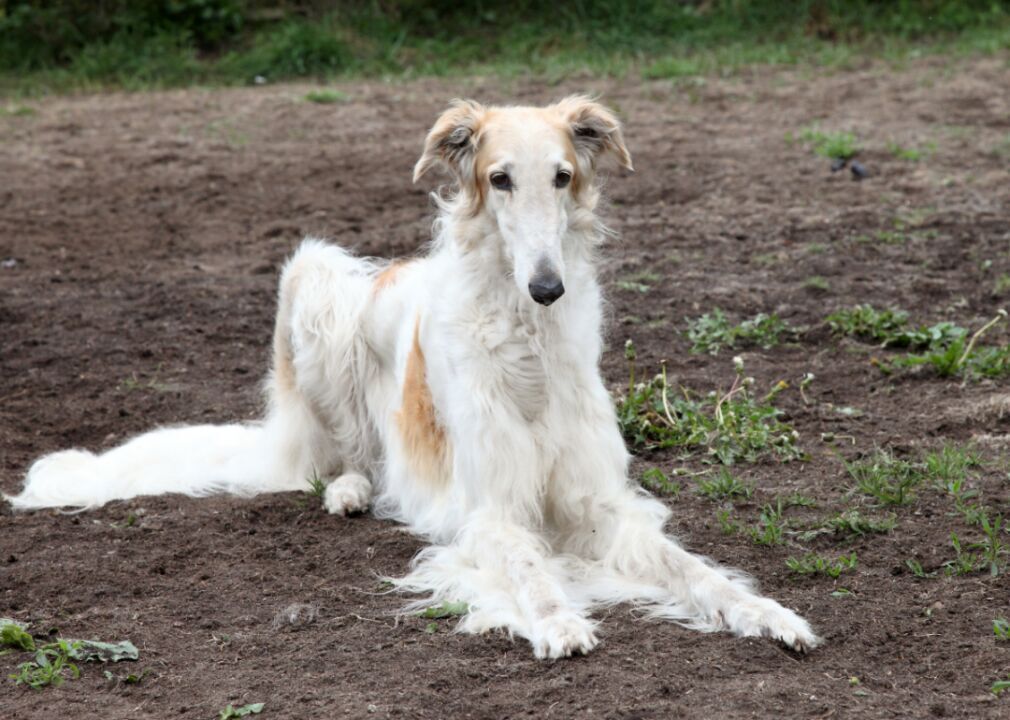 #5. Borzoi
